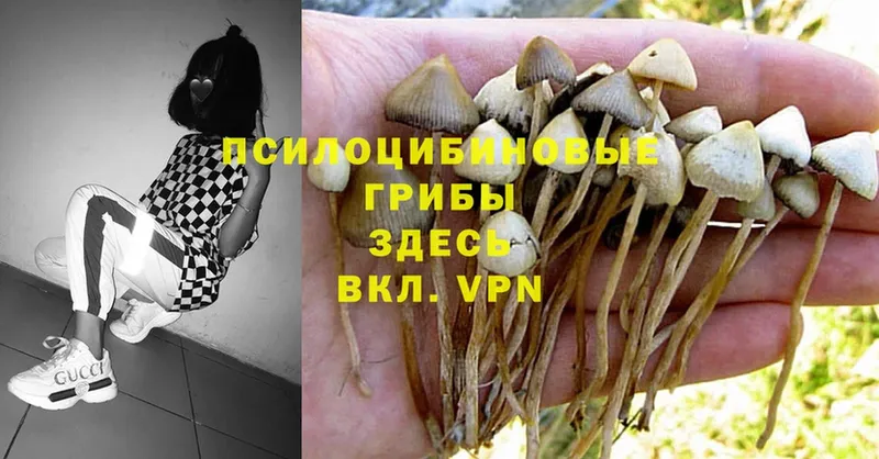 купить закладку  Липки  Псилоцибиновые грибы Cubensis 